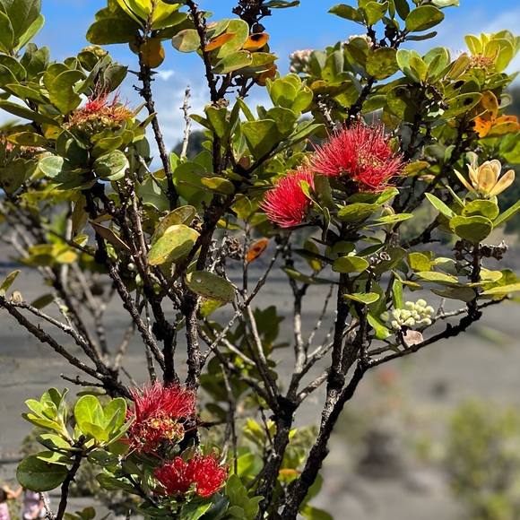 Meet the Posher Other - Meet your Posher, Lue